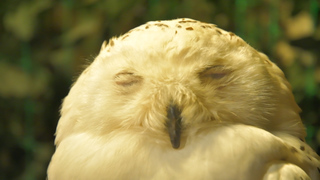 ハマる人続出!フクロウカフェ「アウルの森」スタッフ推しの神フクロウ4羽