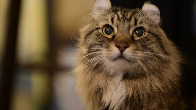 猫と優雅にティータイム 紅茶専門店 ディー カッツェ 4匹の美猫一家 ルトロン