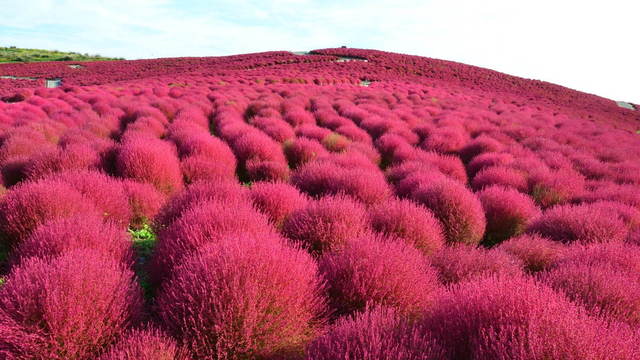 茨城 国営ひたち海浜公園 秋の絶景 コキア 約3万2千本が真っ赤に染まる秋の紅葉 ルトロン