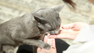 吉祥寺・猫カフェ「きゃりこ」猫に振り回される癒やし空間