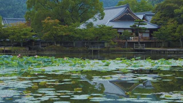 雄大な池に浮かぶ美しい寺院。大自然に包まれた旧嵯峨御所大本山「大 