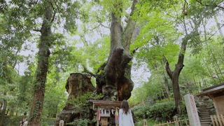 日本屈指のパワースポット「來宮神社」で恋愛成就!?静岡・星野リゾート周辺のおすすめ観光地