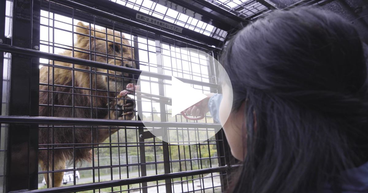 猛獣が頭上に 静岡 富士サファリパーク サファリゾーン ルトロン