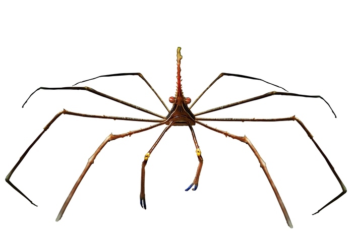 池袋に へん な生物が大集合 へんないきもの展3 ルトロン