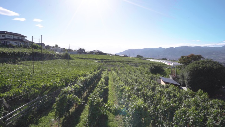 勝沼 まるき葡萄酒 は現存する日本最古のワイナリー ルトロン 勝沼 まるき葡萄酒 は現存する日本最古のワイナリー ルトロン