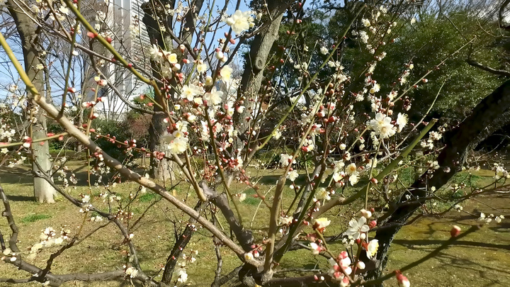 都心で春の訪れを感じる梅まつり 小石川後楽園にて 梅香る庭園へ 開催 ルトロン