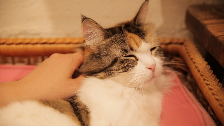 下北沢の猫カフェ Cat Cafe Cateriam 個性あふれる11匹の猫に癒されて ルトロン