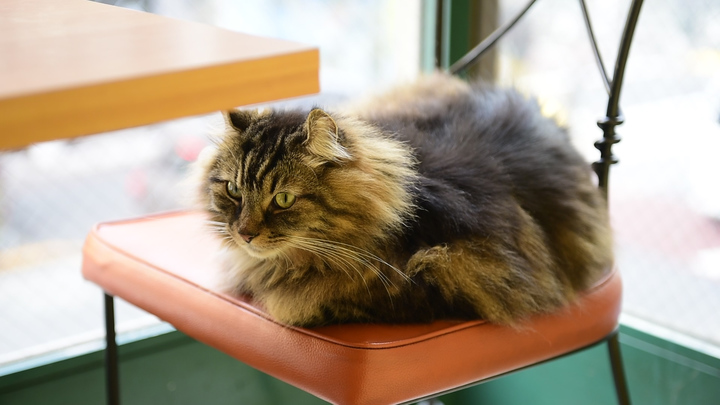 猫と優雅にティータイム 紅茶専門店 ディー カッツェ 4匹の美猫一家 ルトロン
