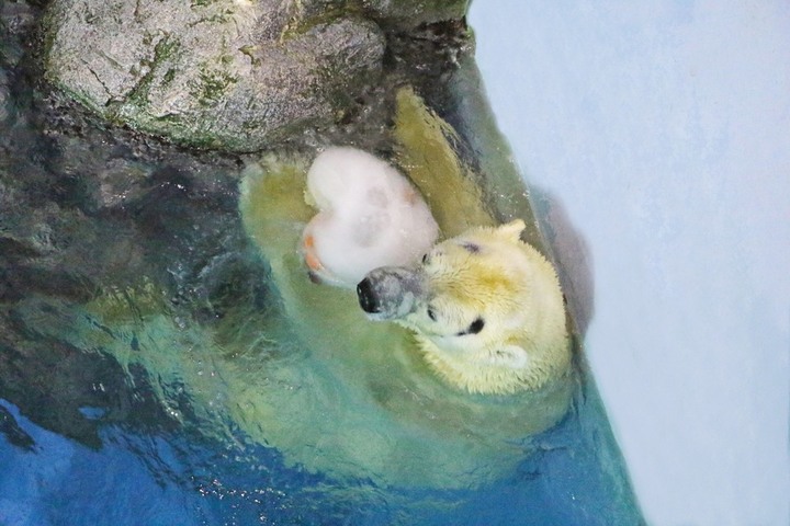 バレンタインは 横浜 八景島シーパラダイス で決まり かわいくてロマンティックなイベント開催 ルトロン