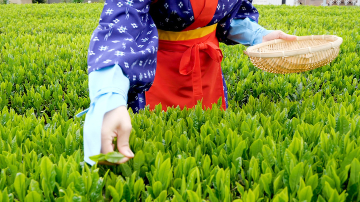 埼玉できるお茶摘み体験 宮野園 で狭山茶の魅力に包まれる ルトロン