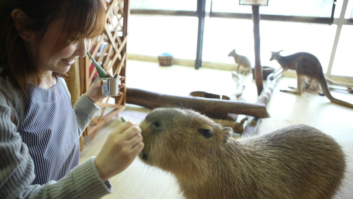 犬や猫にあの動物も ふれあい広場 天保山アニパ で癒される ルトロン