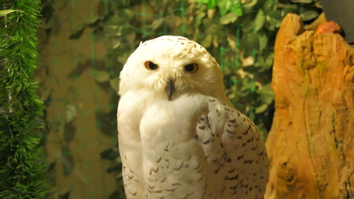 浅草のジャングル フクロウに癒される森のカフェ アウルの森 ルトロン