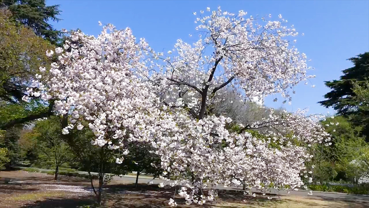 今が見どころ 東京 新宿御苑 早咲きの桜 寒桜で春を訪れを感じて ルトロン
