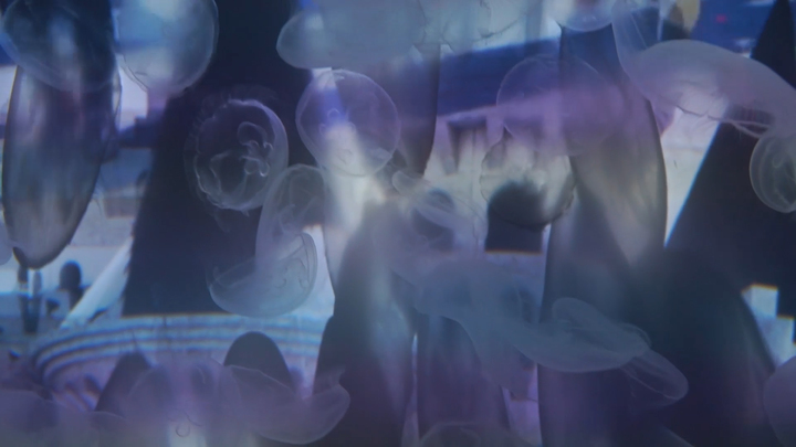 蜷川実花 すみだ水族館 の感動コラボ展 幻想的な魚と神秘的な世界観を堪能 ルトロン