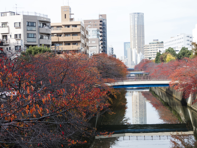 東京紅葉スポット アートやグルメも楽しめる 駒沢公園コース ルトロン 東京紅葉スポット アートやグルメも楽しめる 駒沢公園コース ルトロン