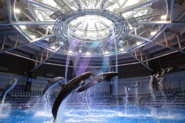 Naked マクセルアクアパーク品川のクリスマス Star Aquarium 開催 ルトロン