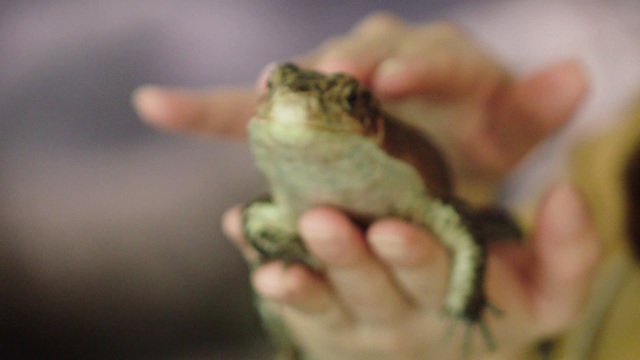 ガッキーも飼ってる 爬虫類女子 必見 Izoo で爬虫類の赤ちゃんを抱っこしよう ルトロン