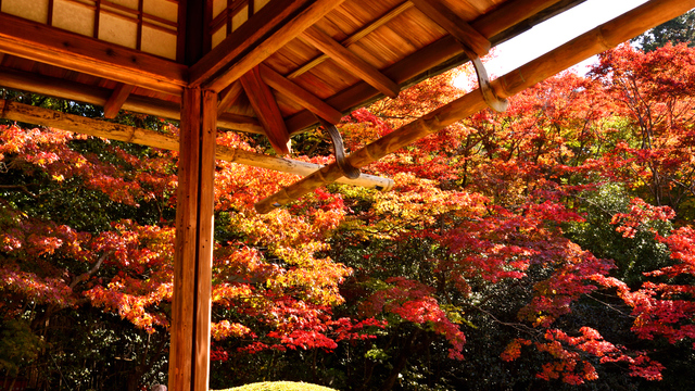 Jr東海のcmでお馴染み 美しい庭園が織り成す和の空間 京都 詩仙堂 ルトロン