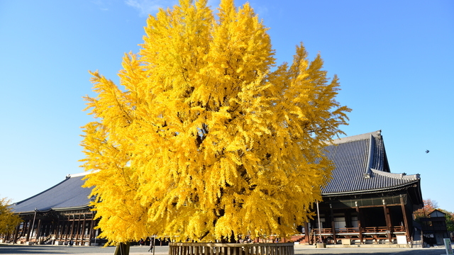 京都紅葉スポット 文化遺産と紅葉の融合 京都駅周辺コース ルトロン
