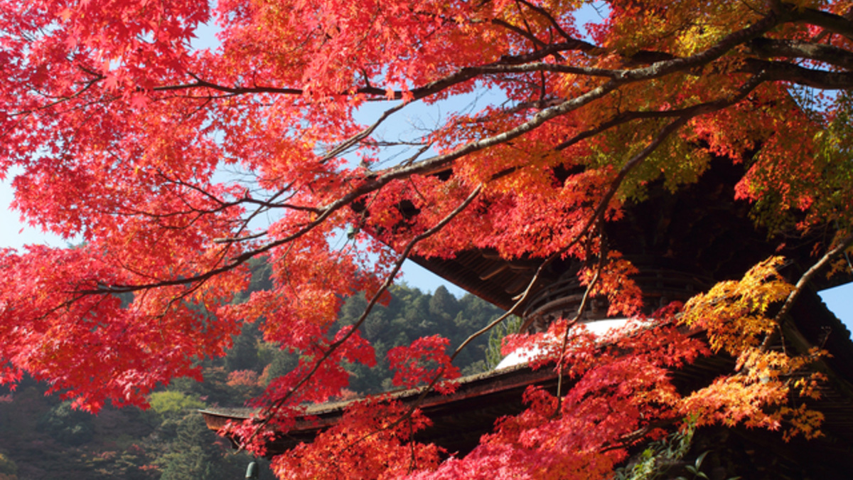 善峯寺