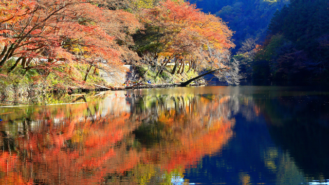 埼玉紅葉スポット 有名な名所巡りができる 有馬渓谷コース ルトロン