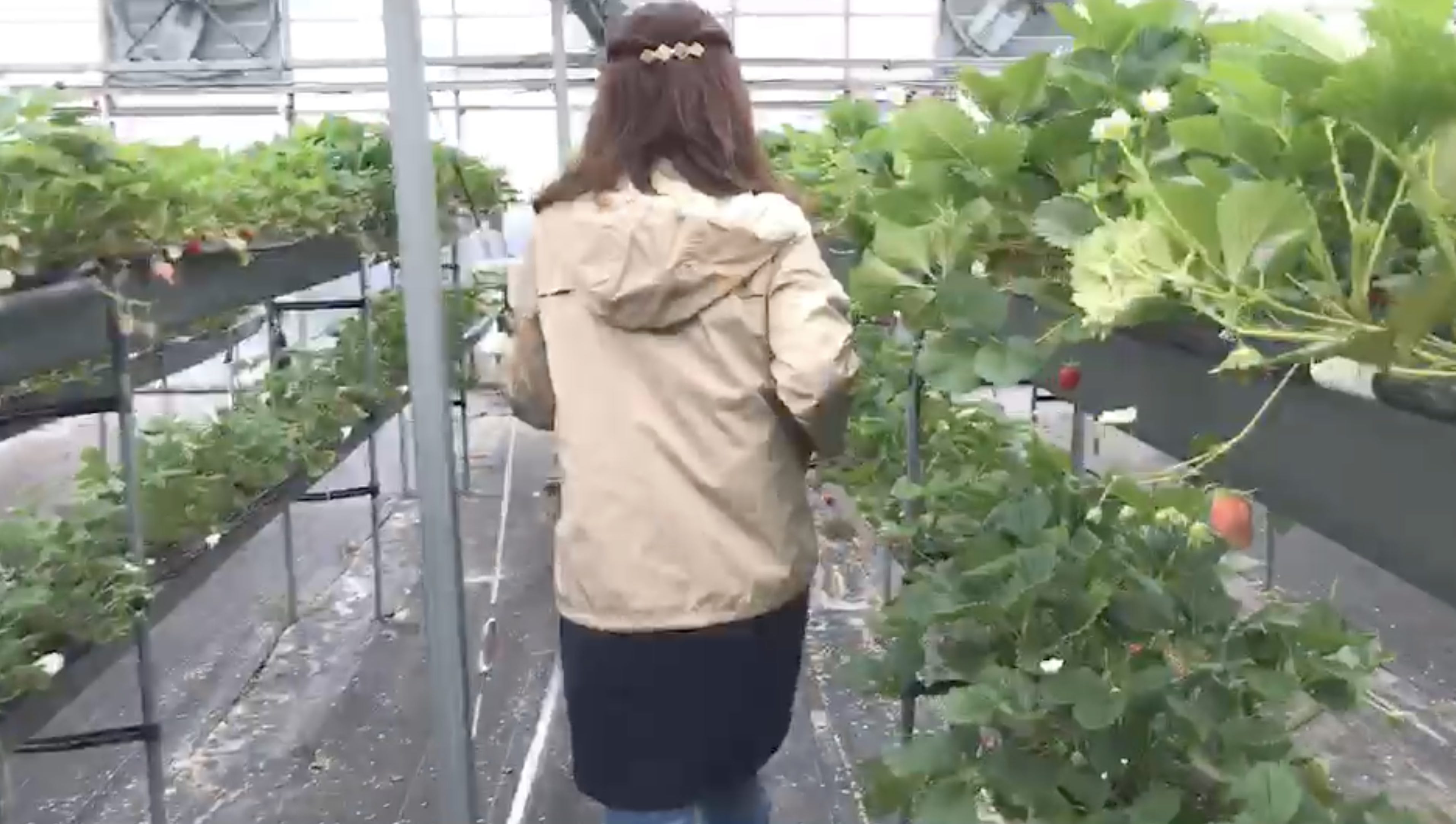 松阪農業公園ベルファーム ルトロン