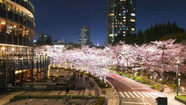 東京ミッドタウンの ミッドタウン ブロッサム 夜桜ライトアップ 春色 ロゼでお花見も ルトロン